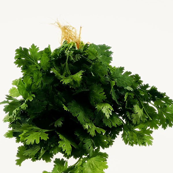 Coriander