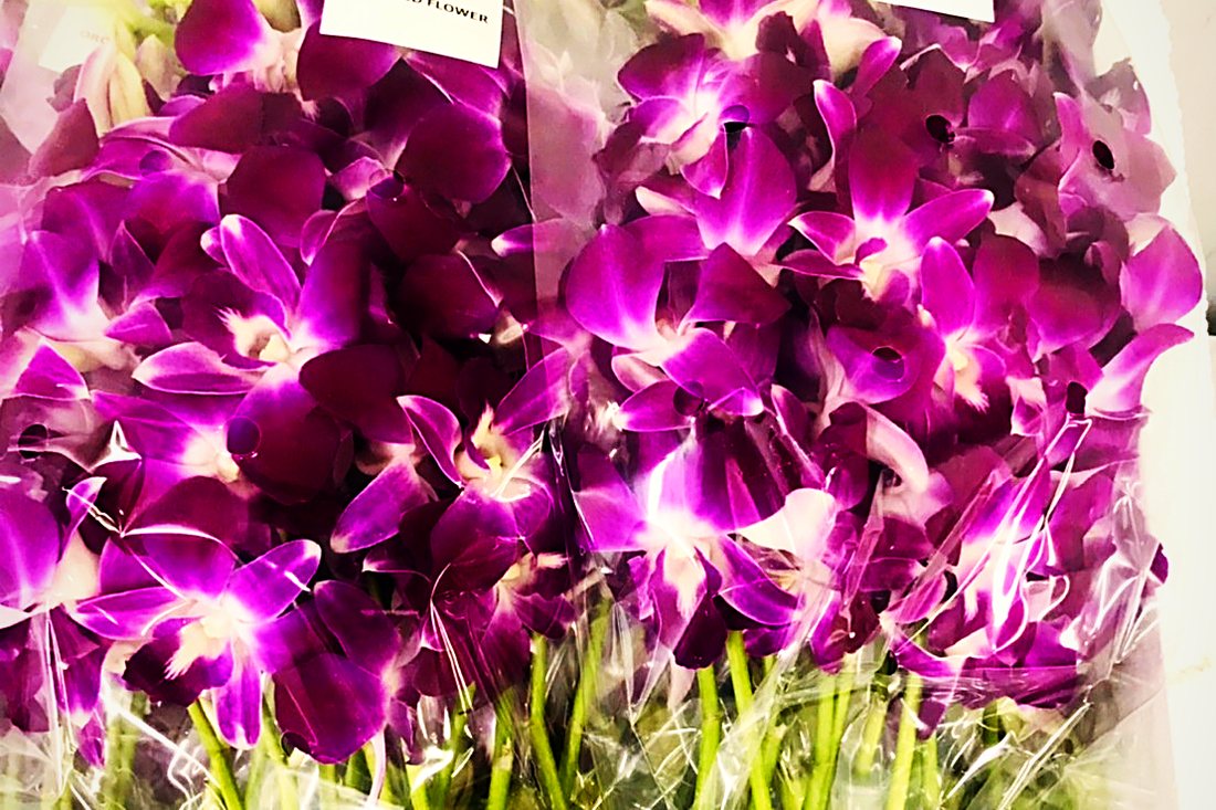 Purple Dendrobium orchids sleeved for air freight