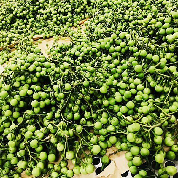 Pea eggplant