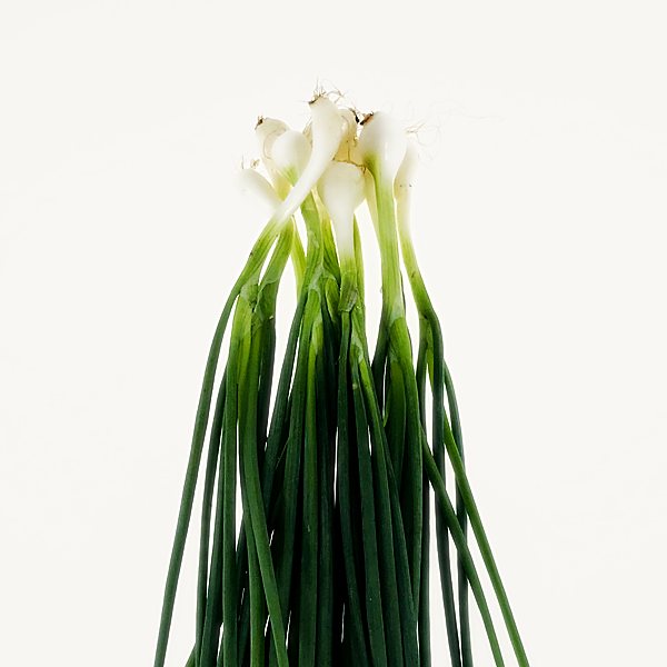 Spring onion