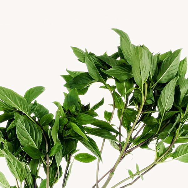 Sweet basil